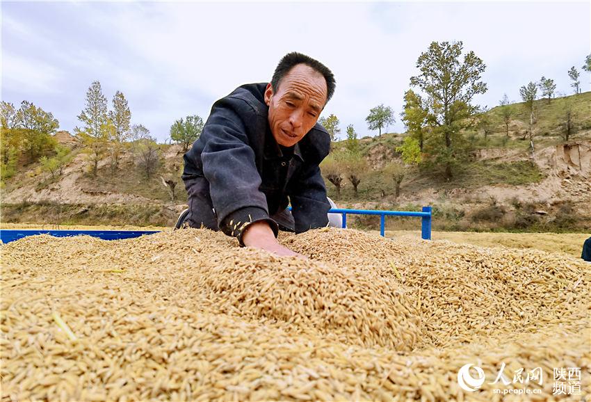 靖邊縣馬季溝村民在收獲稻谷。白凌燕攝