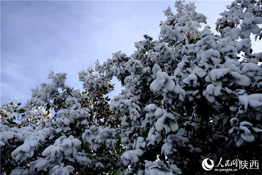 11月6日晚，古城西安迎來2021年第一場雪。吳超攝