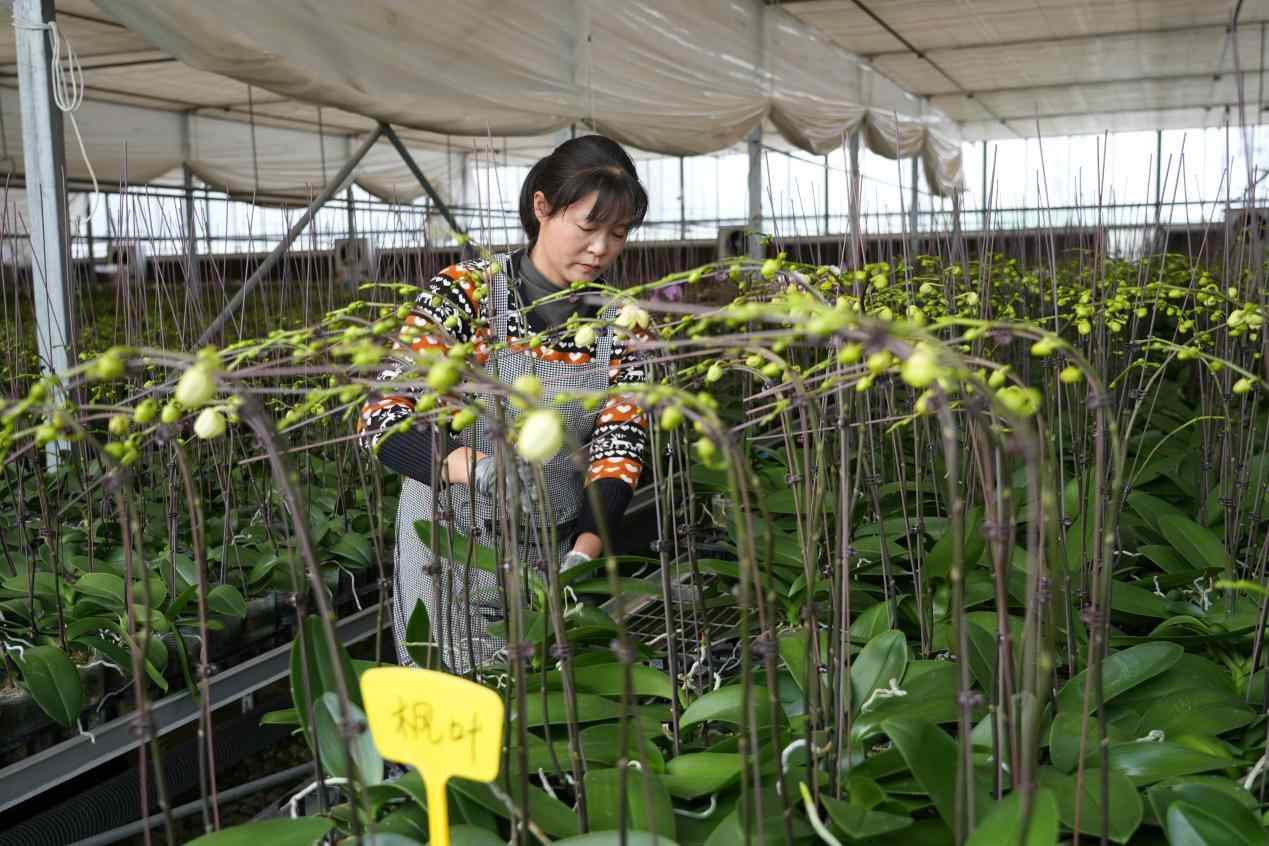 花農正在忙碌。
