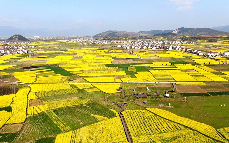 陜西省漢中市勉縣溫泉鎮(zhèn)劉家山村遍地金黃。石轉(zhuǎn)玲 攝