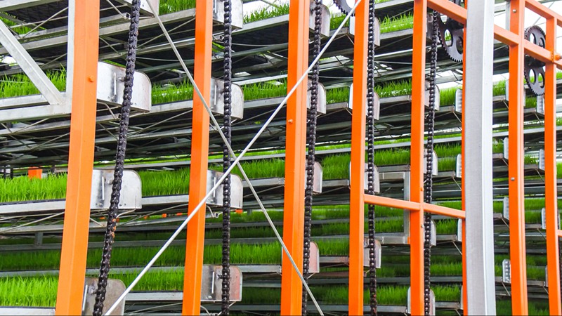 高密度育苗架。 人民網(wǎng) 黨童攝