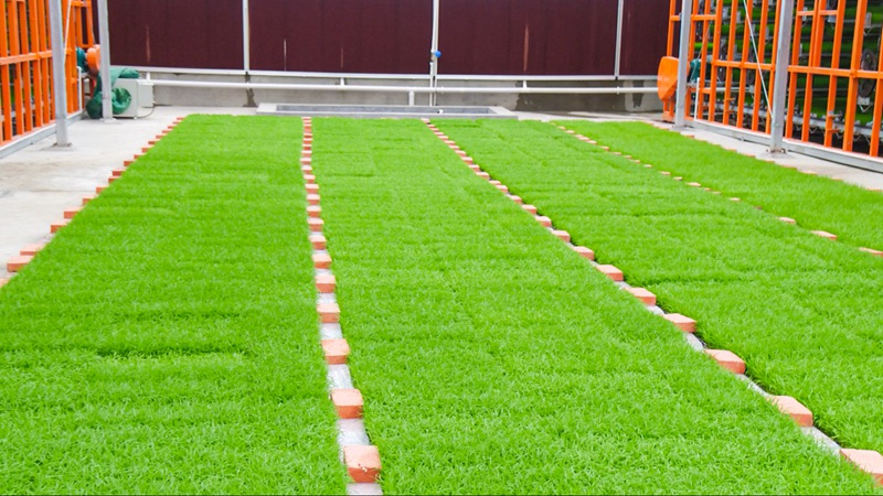 待轉(zhuǎn)移的苗圃。 城固縣融媒體中心供圖 