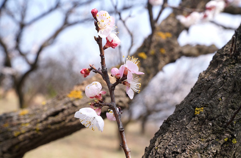 3月25日,西安市臨潼區(qū)仁宗街道莊王村官溝組杏花嶺上的杏花迎風(fēng)怒放。王三合攝