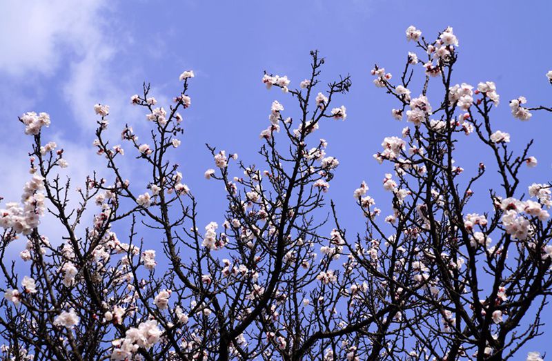 3月25日,西安市臨潼區(qū)仁宗街道莊王村官溝組杏花嶺上的杏花迎風(fēng)怒放。王三合攝