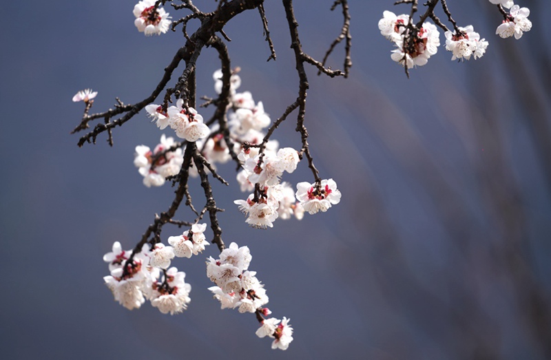 3月25日,西安市臨潼區(qū)仁宗街道莊王村官溝組杏花嶺上的杏花迎風(fēng)怒放。王三合攝
