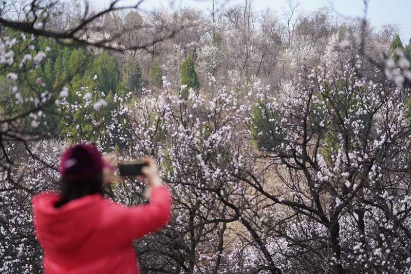 3月25日,游客在杏花嶺上賞花打卡。王三合攝