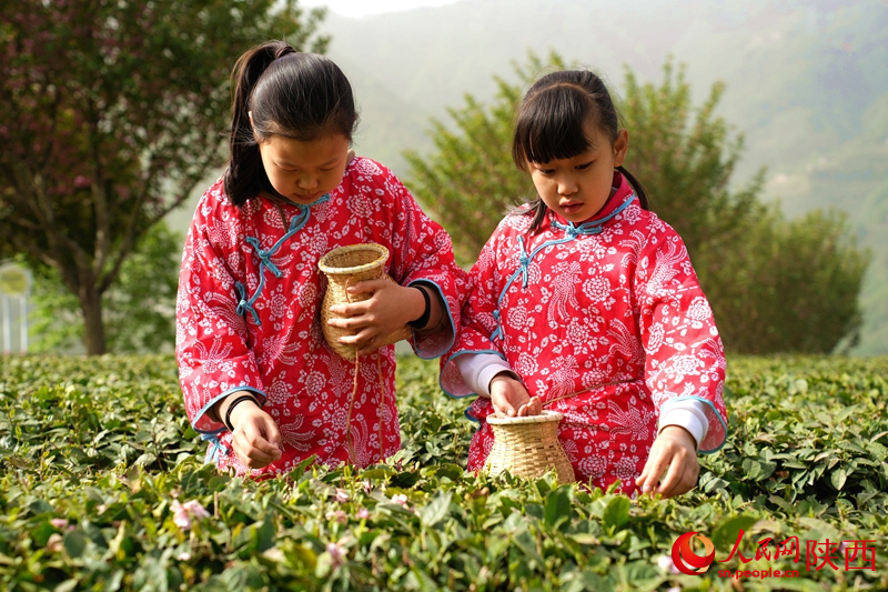 游客在安康市紫陽縣向陽鎮(zhèn)陜甘茶馬古道半畝茶園景區(qū)內(nèi)體驗采茶。人民網(wǎng)記者 孫挺攝