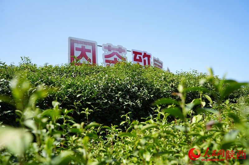 安康市平利縣蔣家坪村鳳凰茶山。人民網(wǎng)記者 孫挺攝