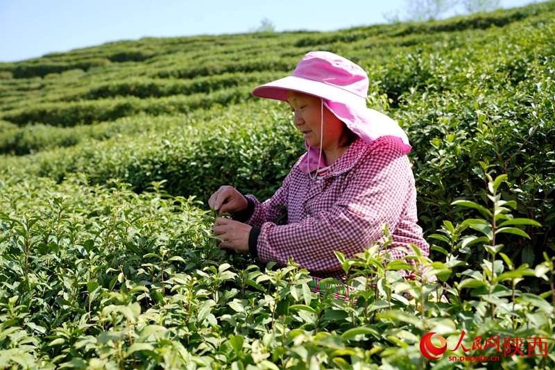 在安康市平利縣蔣家坪村鳳凰茶山，茶農(nóng)在茶園里采摘春茶。人民網(wǎng)記者 孫挺攝