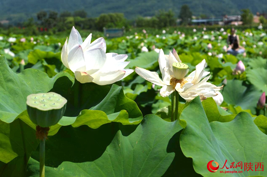 西安市長安區(qū)王莽街道清水頭村荷花盛開。人民網(wǎng) 王麗攝
