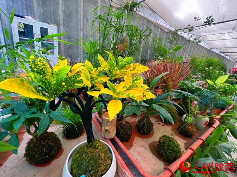 在秦嶺花世界花卉市場，各類鮮花、綠植盆栽等待市民選購。人民網(wǎng)記者 魏鑫攝