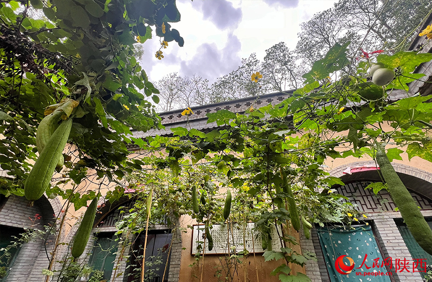 柏社村村民在地坑窯內(nèi)種植的絲瓜掛滿枝頭。人民網(wǎng)記者 鄧楠攝