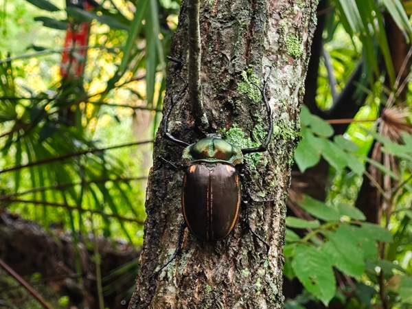 陽彩臂金龜。張正旭攝