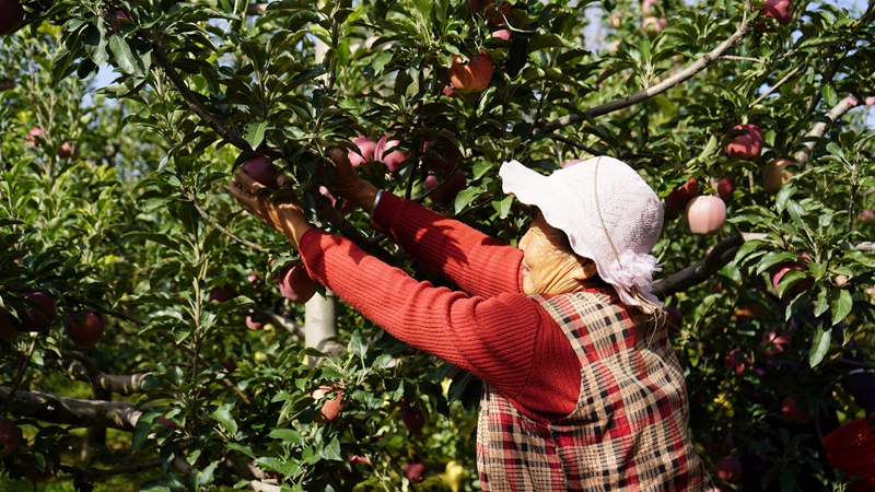 金秋九月，靖邊縣一處果園里，一派豐收景象。