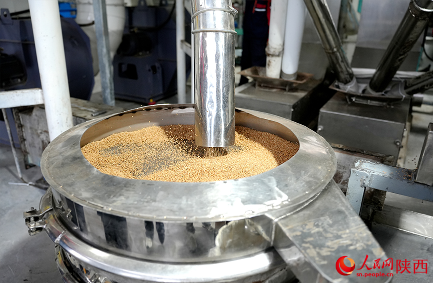 陜西為康生物科技股份有限公司的生產(chǎn)線上，將花椒籽殼仁分離的環(huán)節(jié)。人民網(wǎng)記者 孫挺攝