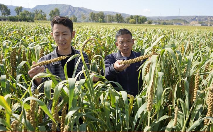 陜西靖邊：全鏈賦能 讓“小谷?！蓖衅疣l(xiāng)村振興“大希望”