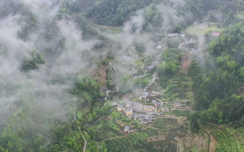 安康市漢濱區(qū)雙龍鎮(zhèn)天寶村，茶園環(huán)抱（航拍圖）。肖占田攝