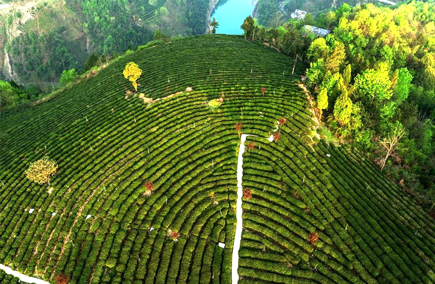 陜甘茶馬古道景區(qū)半畝茶園航拍。鄭曉虎攝