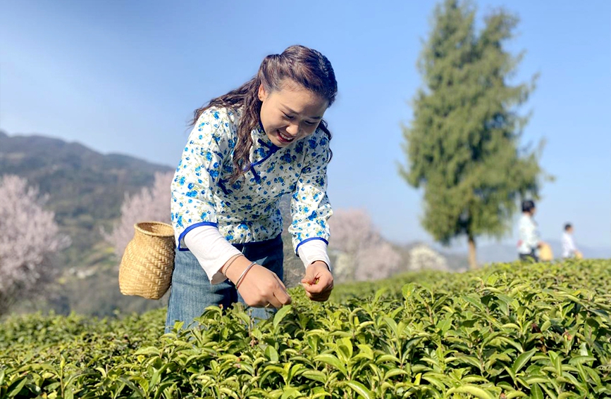 在采茶季，當?shù)夭柁r忙著采摘鮮葉。鄭曉虎攝